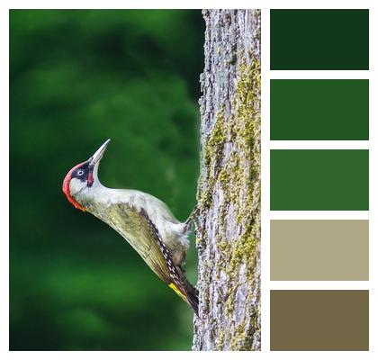 Tree Bird Green Woodpecker Image